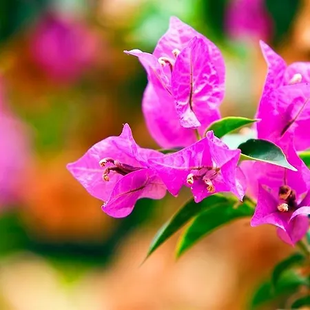 公寓式酒店 Seda 3*