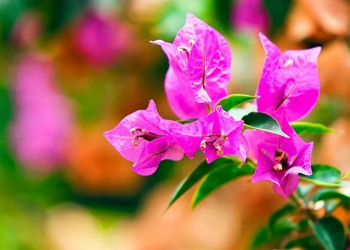 Hotel de apartamente Seda 3*