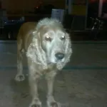 Seda 3* ألانيا